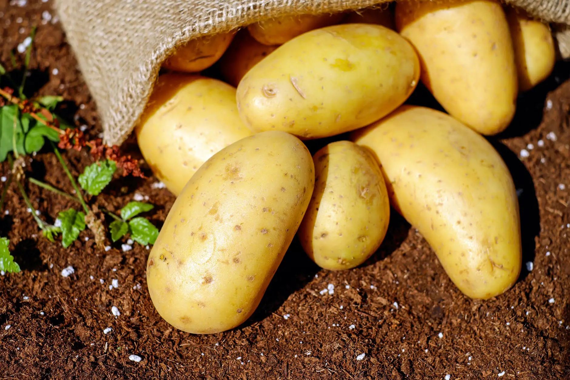 Read more about the article Potato BL
